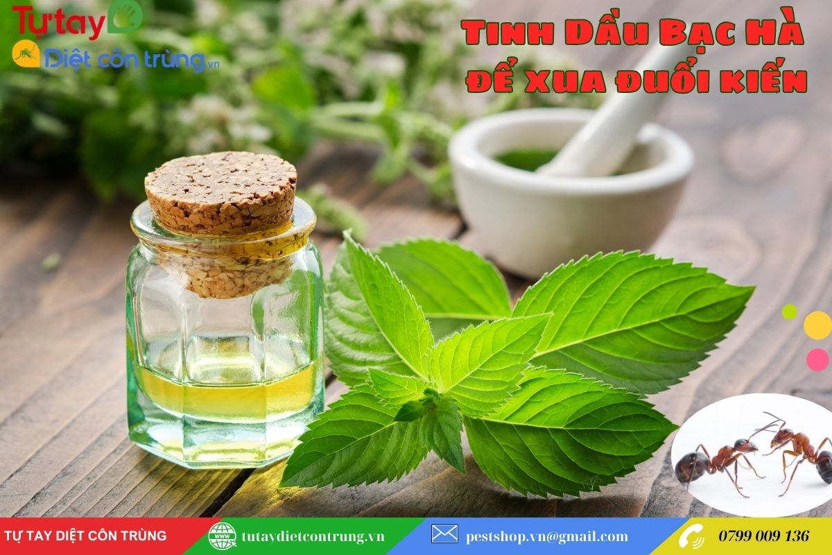 Sử Dụng Tinh Dầu Bạc Hà để xua đuổi kiến