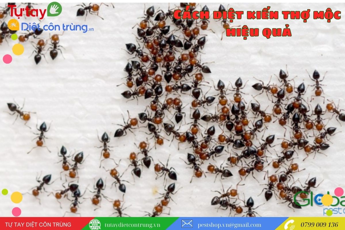 Các cách diệt kiến hôi tân gốc và hiệu quả