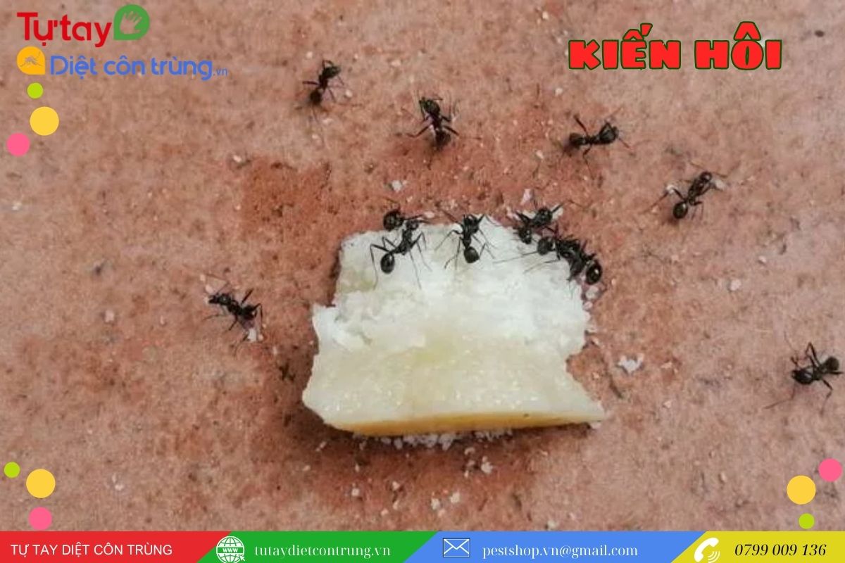 Tác hại của kiến hôi