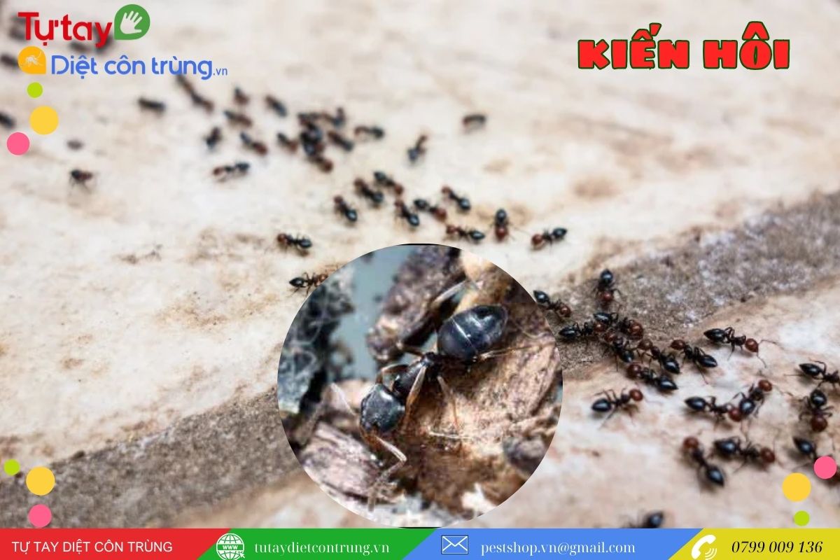Mẹo Vặt Diệt Kiến Hôi Đơn Giản