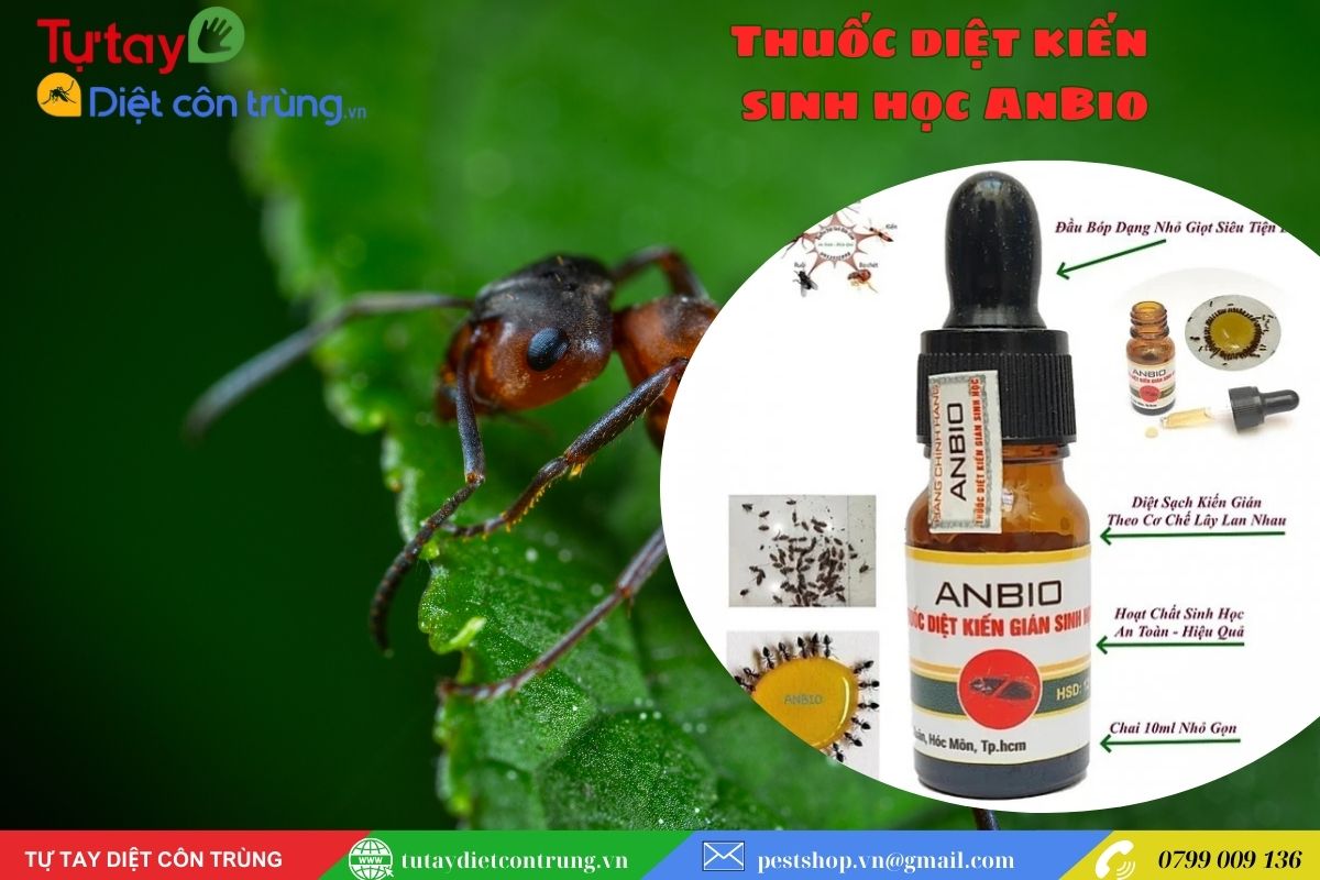 Thuốc diệt kiến sinh học AnBio: An toàn và hiệu quả