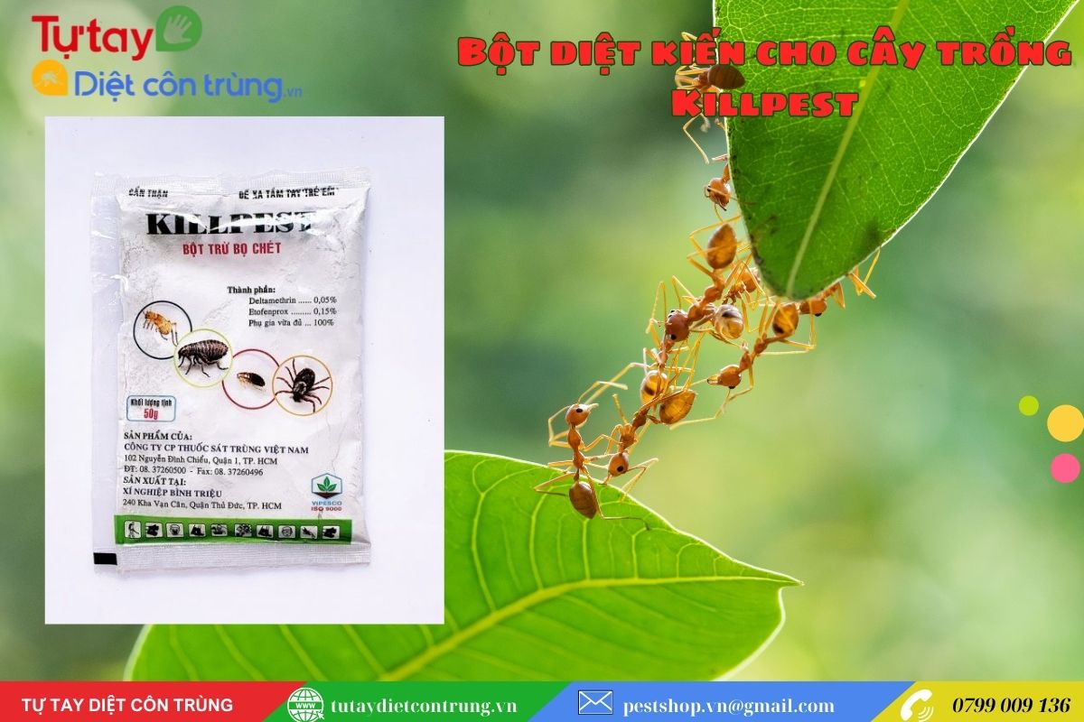 Bột diệt kiến cho cây trồng Killpest