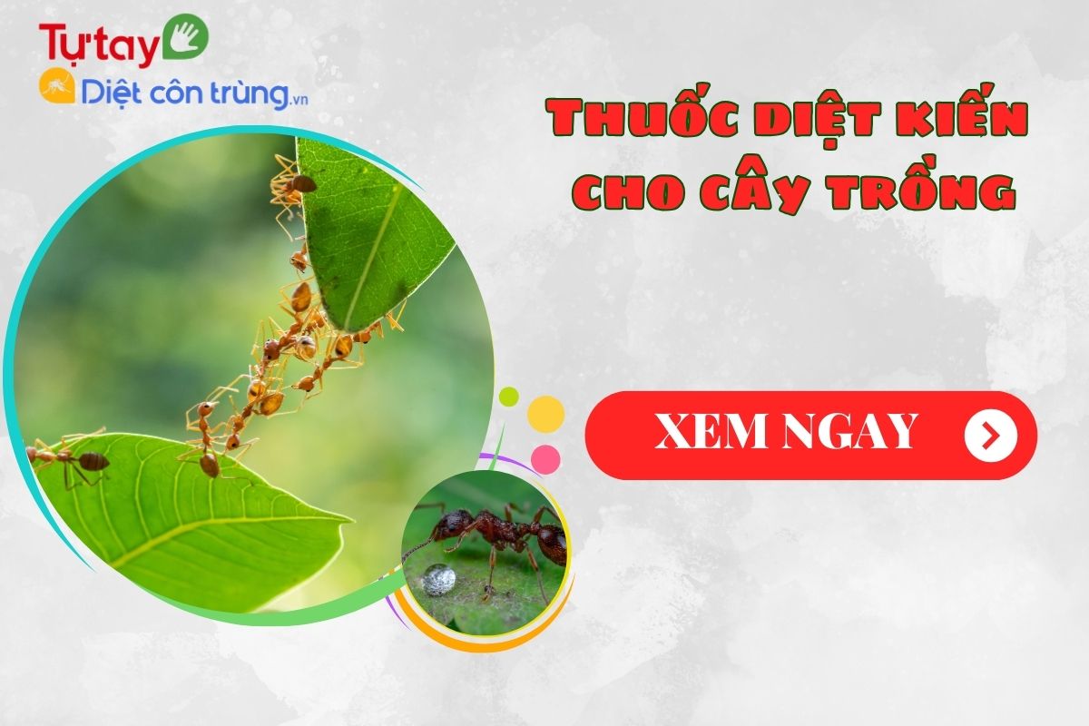 Thuốc diệt kiến cho cây trồng